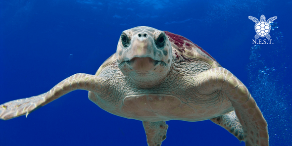 SAVE OUR SEA TURTLES (N.E.S.T.) | Beach Treasures in Duck