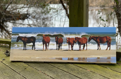 Outer Banks Gifts Blog features "Fierce and Free, The Wild Horses of the Outer Banks | John Sams Photography©"