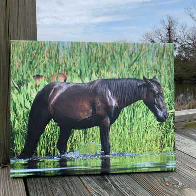 Soundside Pony, John Sams Photography© | Wild Horses of North Carolina's Outer Banks