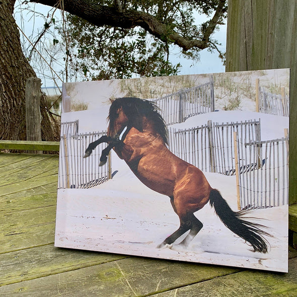 Single Stallion, John Sams Photography© | Wild Horses of North Carolina's Outer Banks