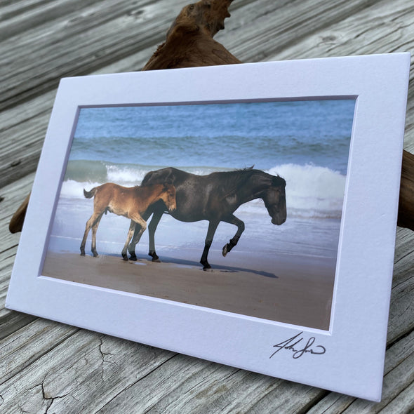 John Sams Photography© | Wild Horses of the Outer Banks
