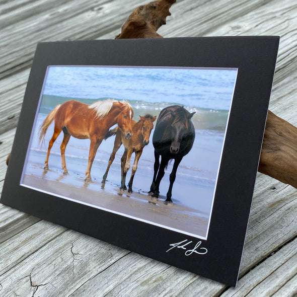John Sams Photography© | Wild Horses of the Outer Banks